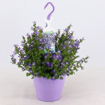 Campanula poscharskyana ADANSA PURPLE