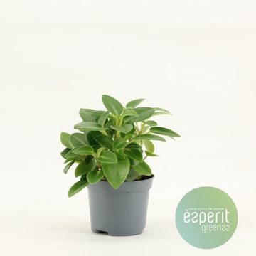 Peperomia orba 'Pixie Green'