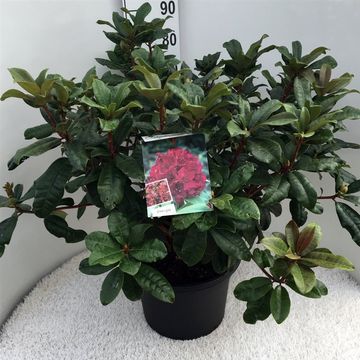 Rhododendron 'Moser's Maroon'