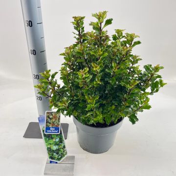 Ilex x meserveae LITTLE RASCAL