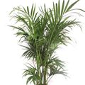 Chamaedorea cataractarum 'Stella'