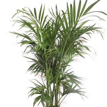 Chamaedorea cataractarum 'Stella'