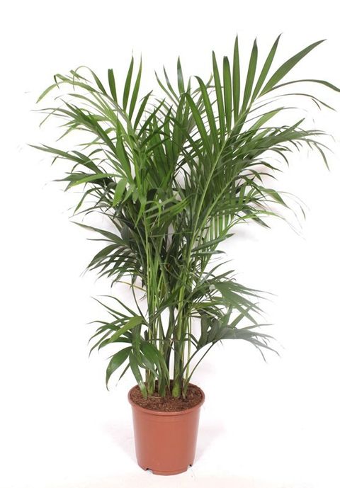 Chamaedorea cataractarum 'Stella'