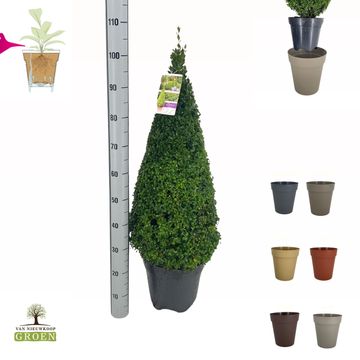 Buxus sempervirens