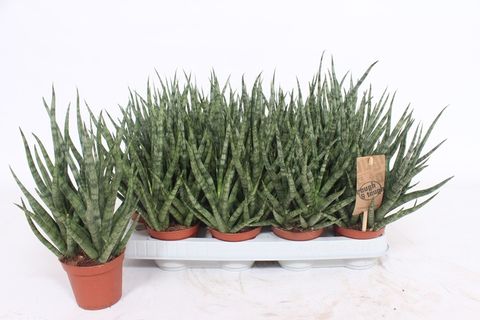 Sansevieria cylindrica TORCH