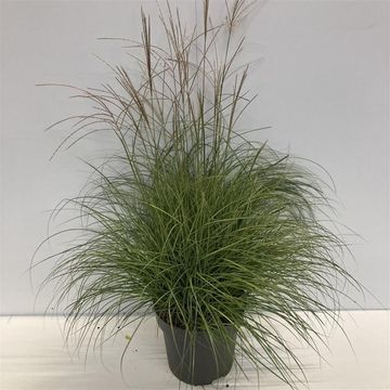 Miscanthus sinensis 'Adagio'