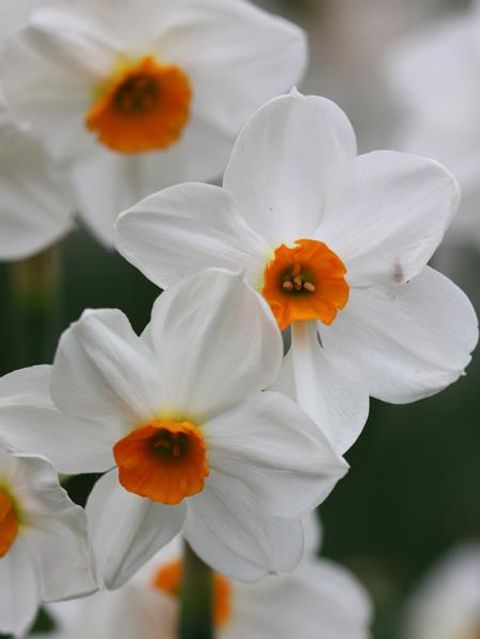Narcissus 'Geranium'