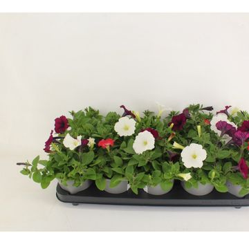 Petunia FOTOFINISH MIX
