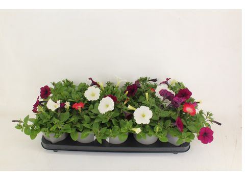 Petunia FOTOFINISH MIX