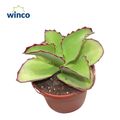 Kalanchoe synsepala