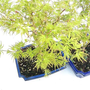 Acer palmatum 'Seiryu'