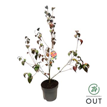 Cornus kousa 'Satomi'