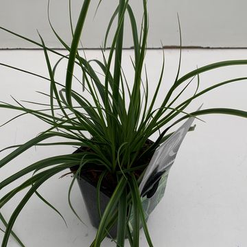 Carex oshimensis EVERCOLOR EVERLIME