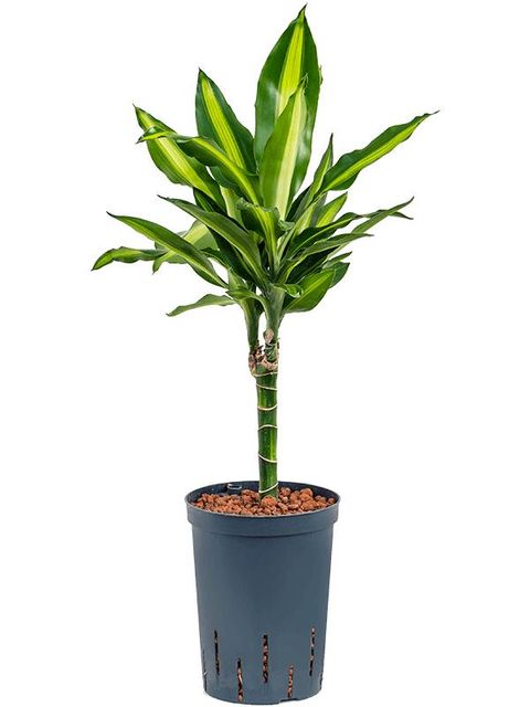 Dracaena fragrans CINTHO