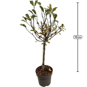 Magnolia 'Susan'
