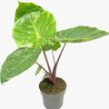 Alocasia 'Imperial Red'