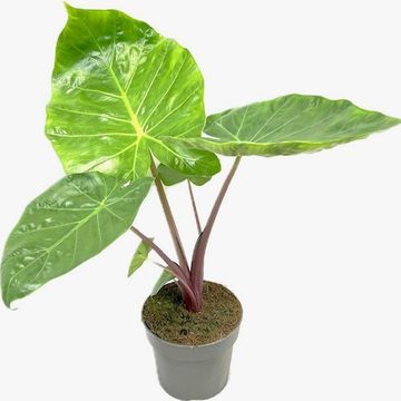 Alocasia 'Imperial Red'