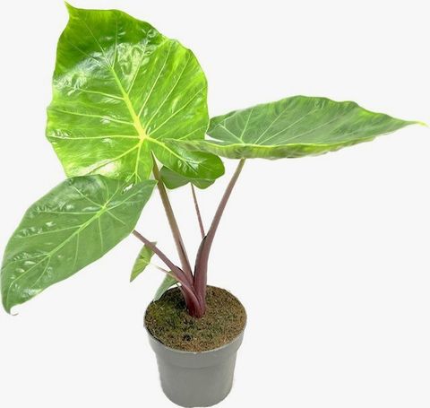 Alocasia 'Imperial Red'