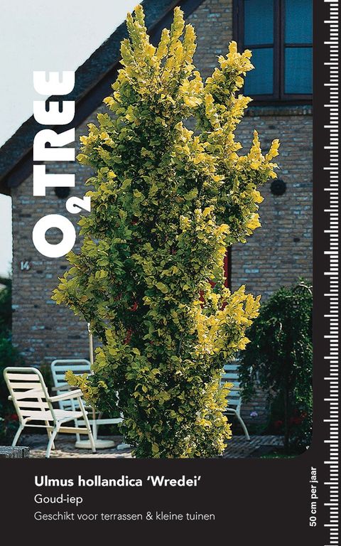 Ulmus x hollandica 'Wredei'