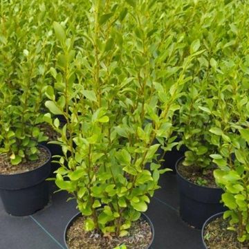 Griselinia littoralis GREEN HORIZON