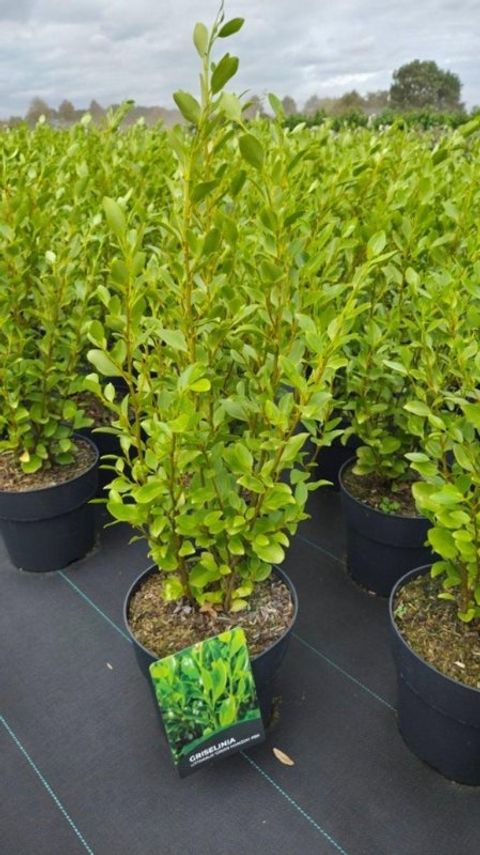 Griselinia littoralis GREEN HORIZON