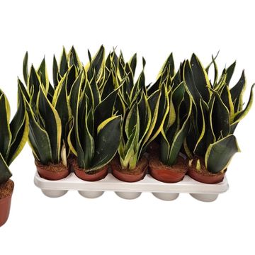 Sansevieria trifasciata 'Black Gold'