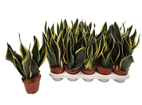 Sansevieria trifasciata 'Black Gold'