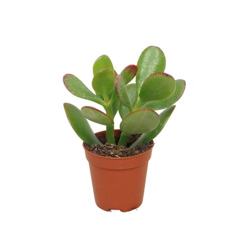 Crassula ovata 'Сансет'