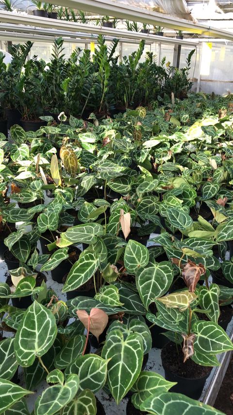 Anthurium crystallinum