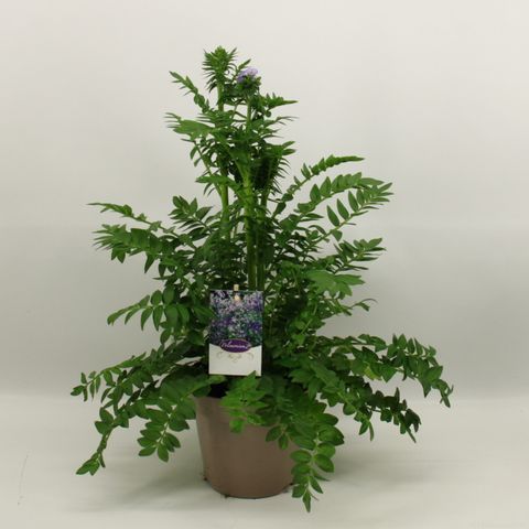 Polemonium caeruleum