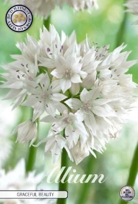 Allium amplectens 'Graceful Beauty'