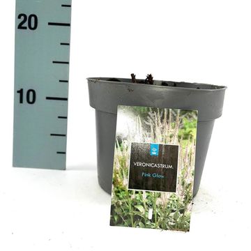 Veronicastrum virginicum 'Pink Glow'