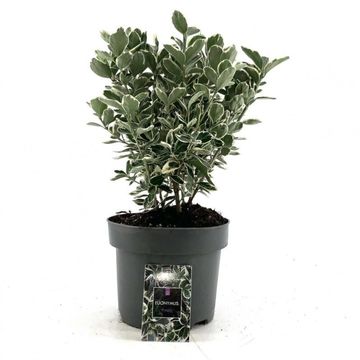 Euonymus japonicus 'Kathy'