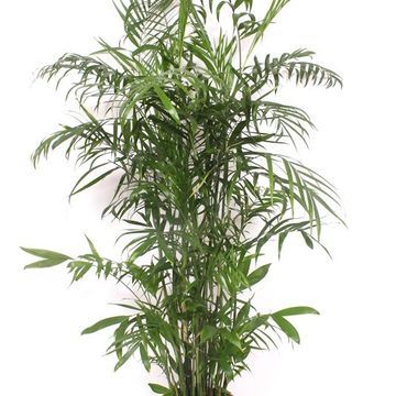 Chamaedorea seifrizii