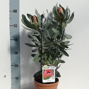 Protea 'Sylvia'