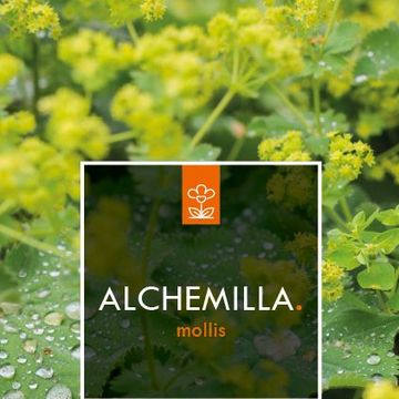 Alchemilla mollis