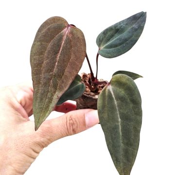 Anthurium DocBlock Anthurium Dark & Handsome® '9' X Dark & Handsome® '9'