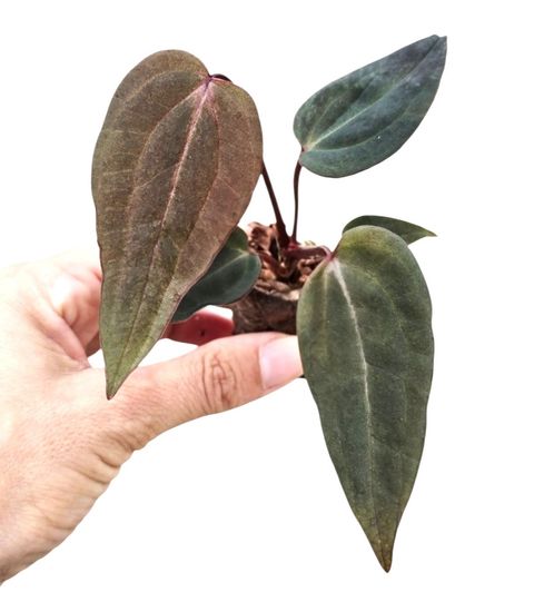 Anthurium DocBlock Anthurium Dark & Handsome® '9' X Dark & Handsome® '9'