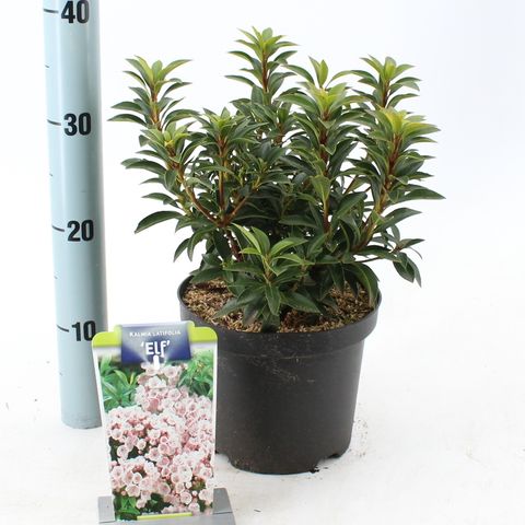 Kalmia latifolia 'Elf'