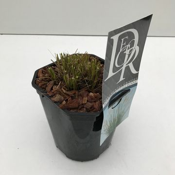 Pennisetum alopecuroides 'Little Bunny'