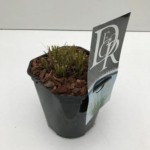 Pennisetum alopecuroides 'Little Bunny'