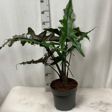 Alocasia SABRINA NARROW