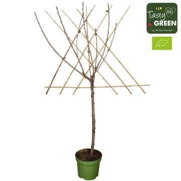 Prunus avium 'Sunburst'