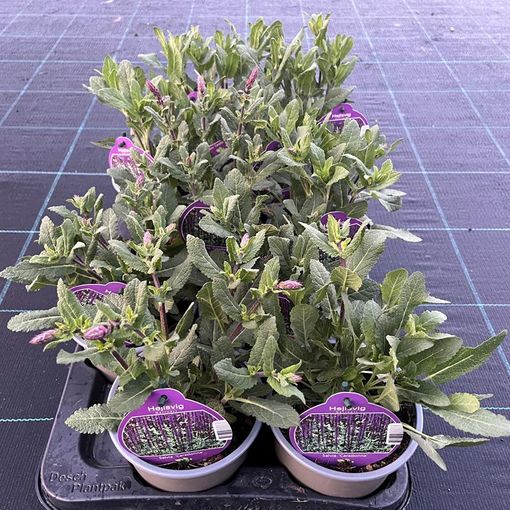 Salvia nemorosa 'Caradonna'