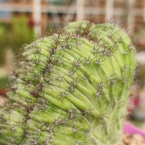 Polaskia chichipe cristata