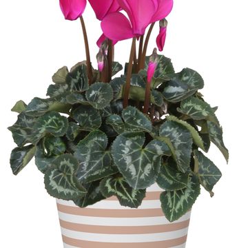 Cyclamen persicum SUPER SERIE S ALLURE MIX