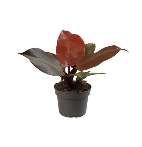 Filodendron 'McColley's Finale'