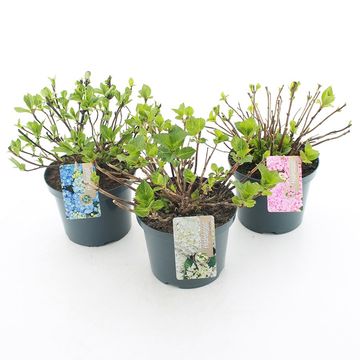 Hydrangea macrophylla MIX