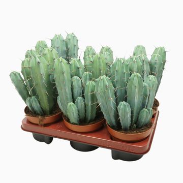 Myrtillocactus geometrizans