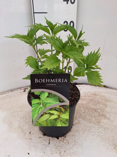 Boehmeria sieboldiana